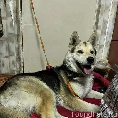 Найден мальчик-собака, Екатеринбург