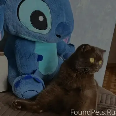 Пропала кошка, посёлок Калининский