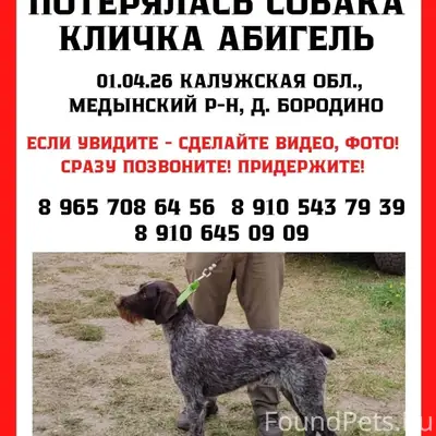 Пропала Дойч Дратхаар Абигель, Бородино