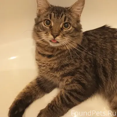 Пропал кот Бася, г. Заволжье