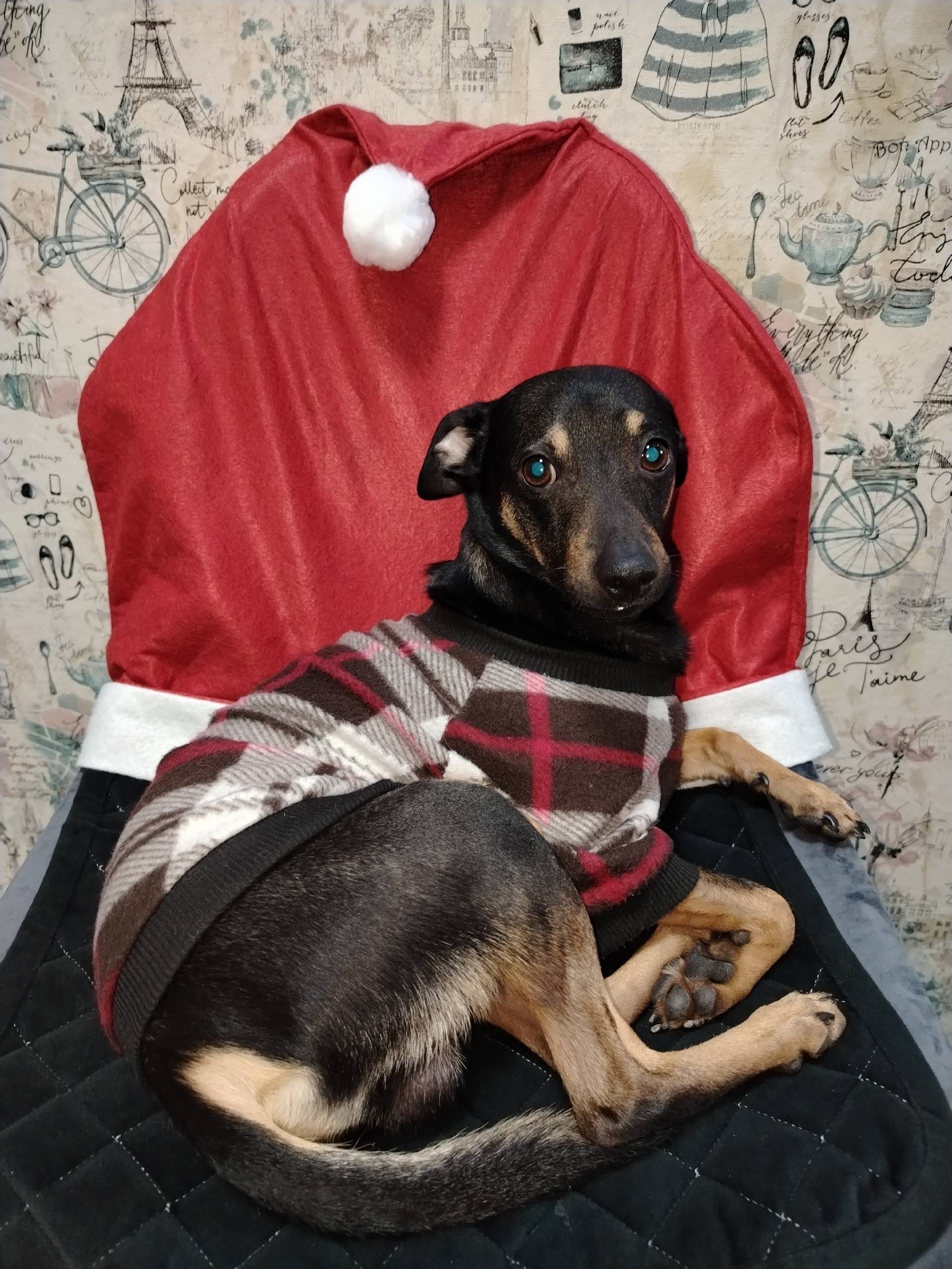 Пропала собака Тося