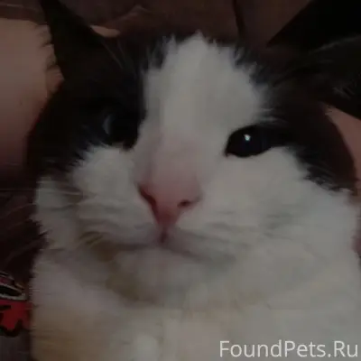 Пропала кошка, ул. Шлюзовая д. 15