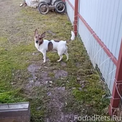 Найден кобель, деревня Шеляково