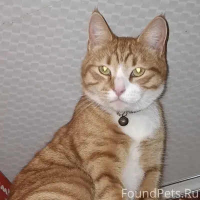 Пропал кот, Петушки, ул. Владимирская