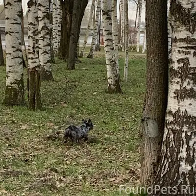 Пропал пёс, парк на Чухонке