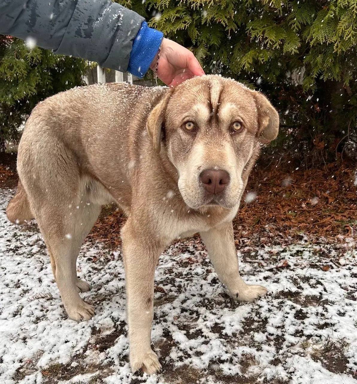 НайденныесобакиАвангард