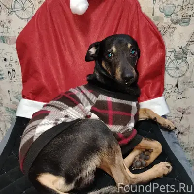 Пропал метис той терьера, Евпатория