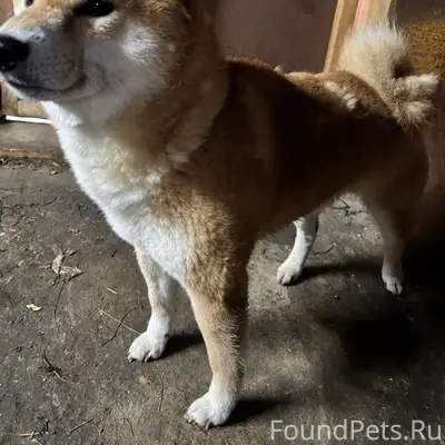 Пропала собака, Большие Дворы