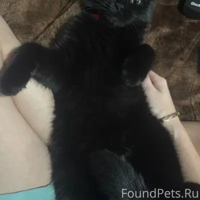 Пропала британка Чита, район Ишкова