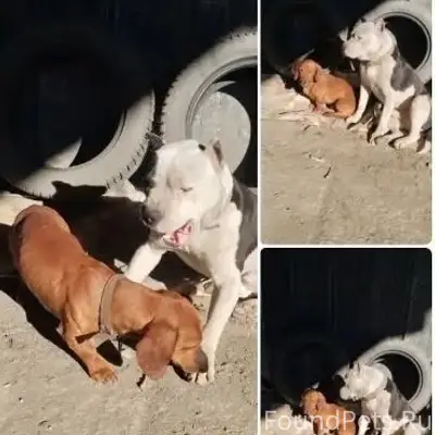 Найден такса и питбуль, трасса Джанкой-Советское, Феодосия