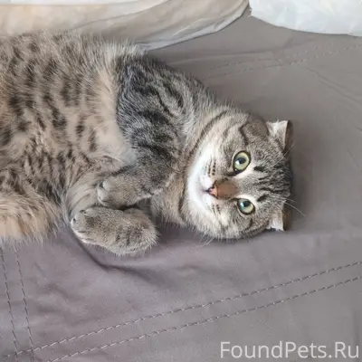 Пропал веслоухий кот Барсик