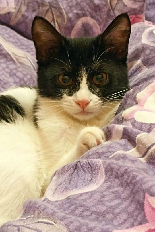 Пропала кошка, Родники, микрорайон Южный