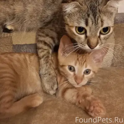 Пропала кошка Боня, район Платана, Бондаренко