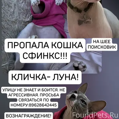 Пропала кошка Луна, Канадский сфинкс, район Бакинская, Миндальная