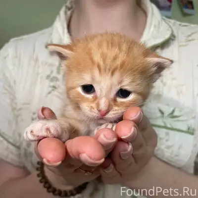 Найдены котята, автомойка