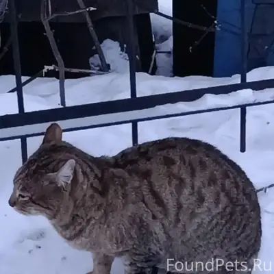 Пропал кот Барсик, район жби