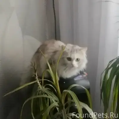 Пропала кошка, вторая Ольшанка