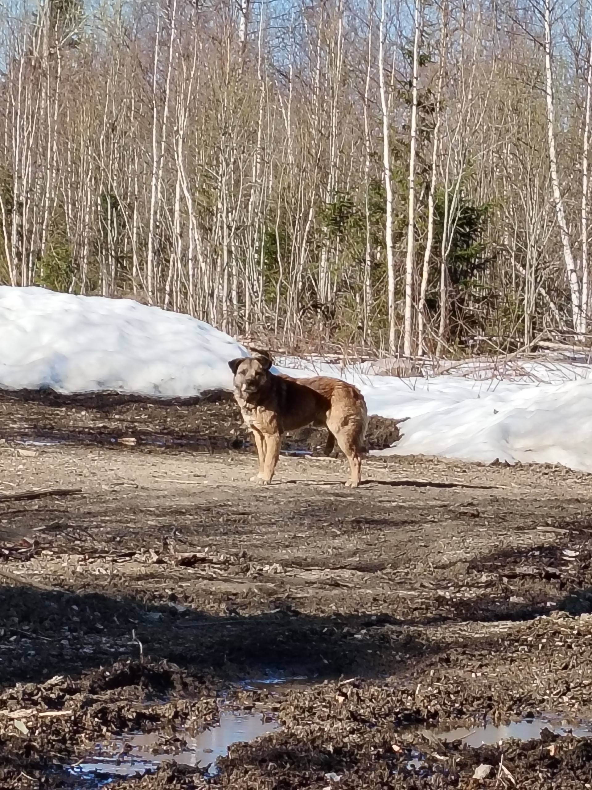 Пропала собака, Чаньвинская улица