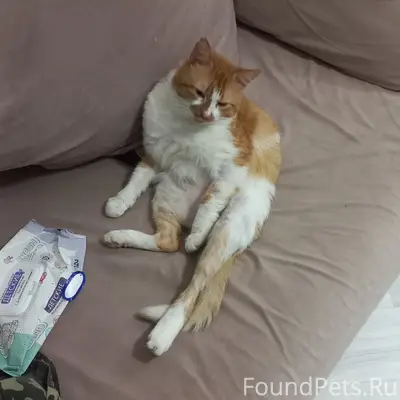 Пропал кот Марик, улица Лесная