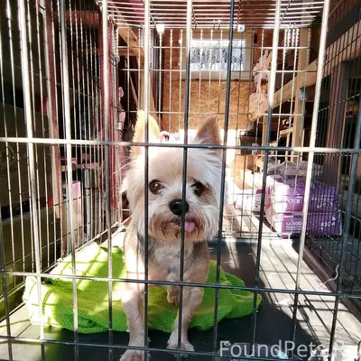 Найден тип собака, между Острецово и Васильково