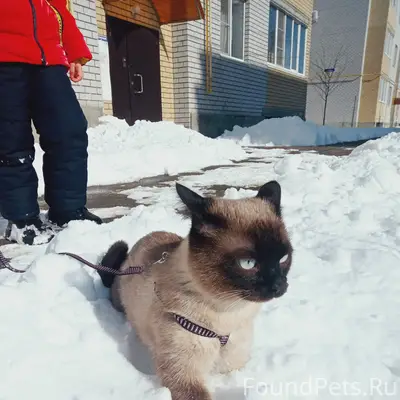 Пропал кот, Чулкова 4