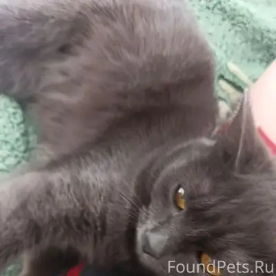 Пропала кошка, улица Горького