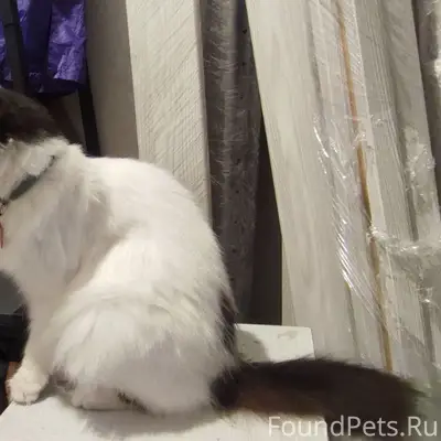 Пропала домашняя кошка Тойота, около Туполева 9