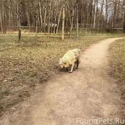 Пропала собака, в ошейнике