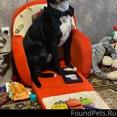 Пропал пёс Арчик, трасса Козочек, Венгеровка