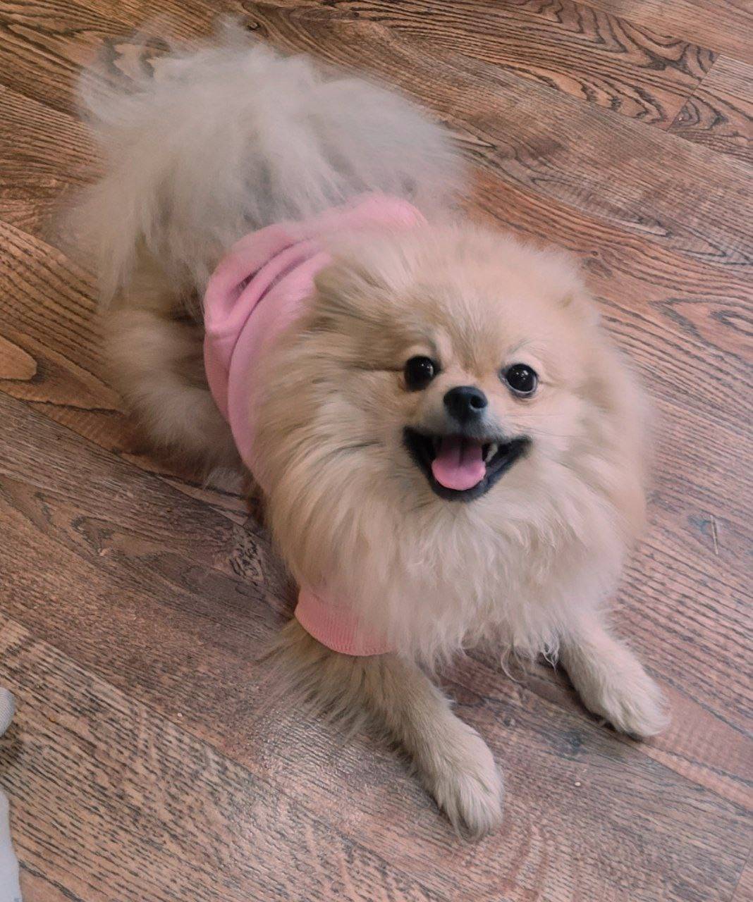 Пропала собака-шпиц Стеша, район Красного котельщика