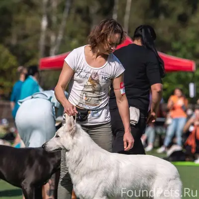 Пропал мальчик белая швейцарская овчарка Лео, Минский район