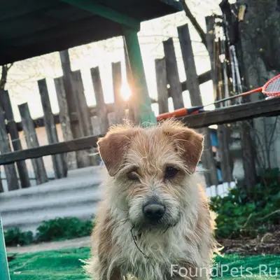 Пропал пёс Бублик, Тесовая