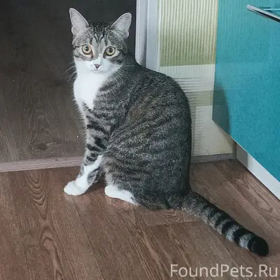 Пропала кошка Люся, Целина