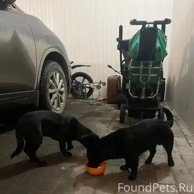 Найденны две маленькие собаки, Чтз, ул. Шишкина