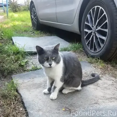 Пропал кот Дымок, Курский ГАУ