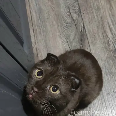 Пропал вислоухий кот, п. Горького