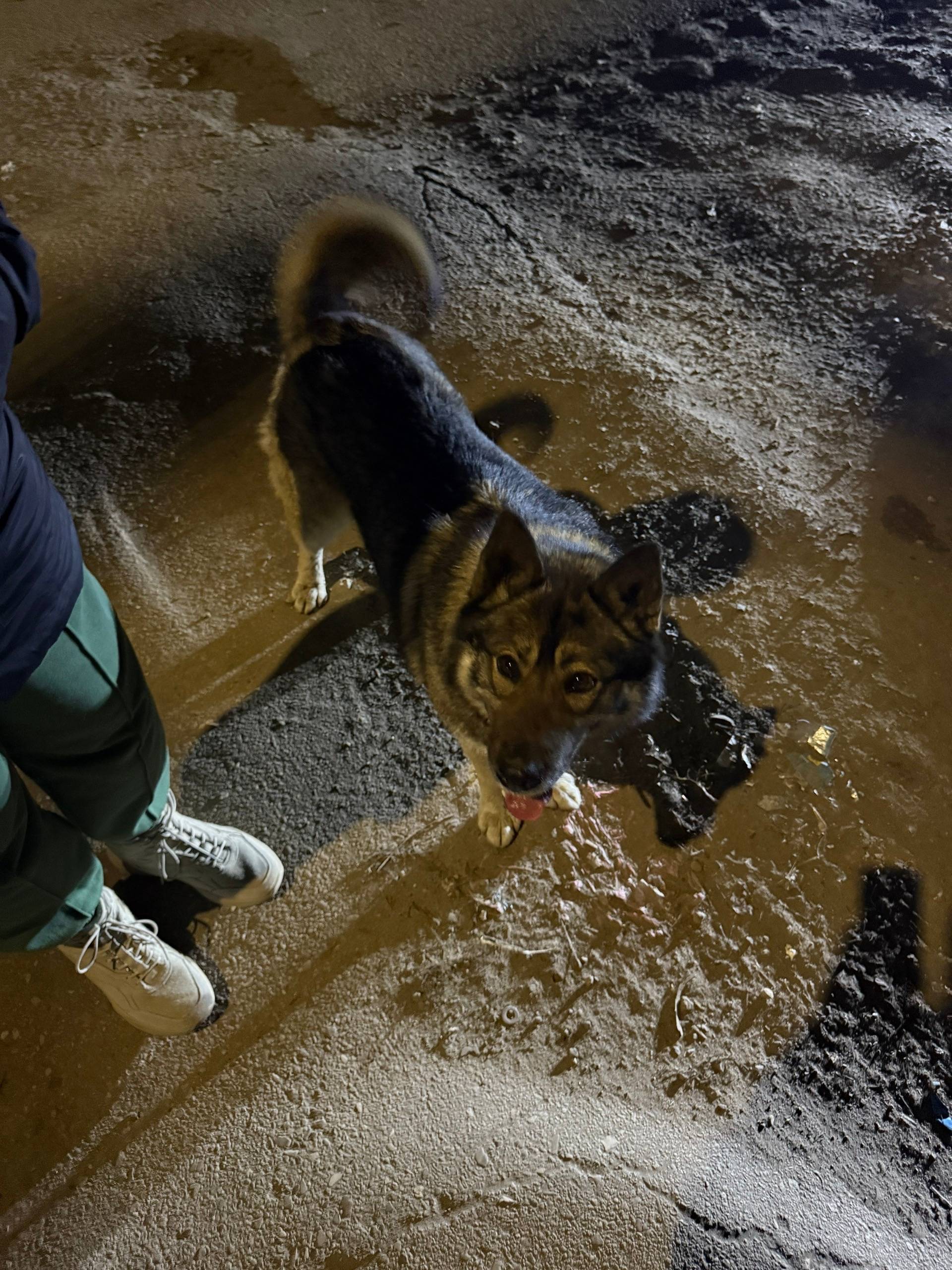 Найден тип собака, Комсомольская площадь, Ленинский район