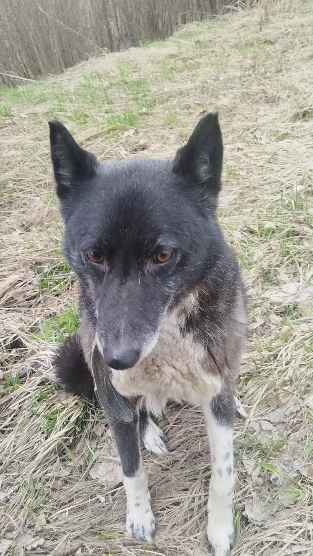 Найдена собака, девочка, с ошейником