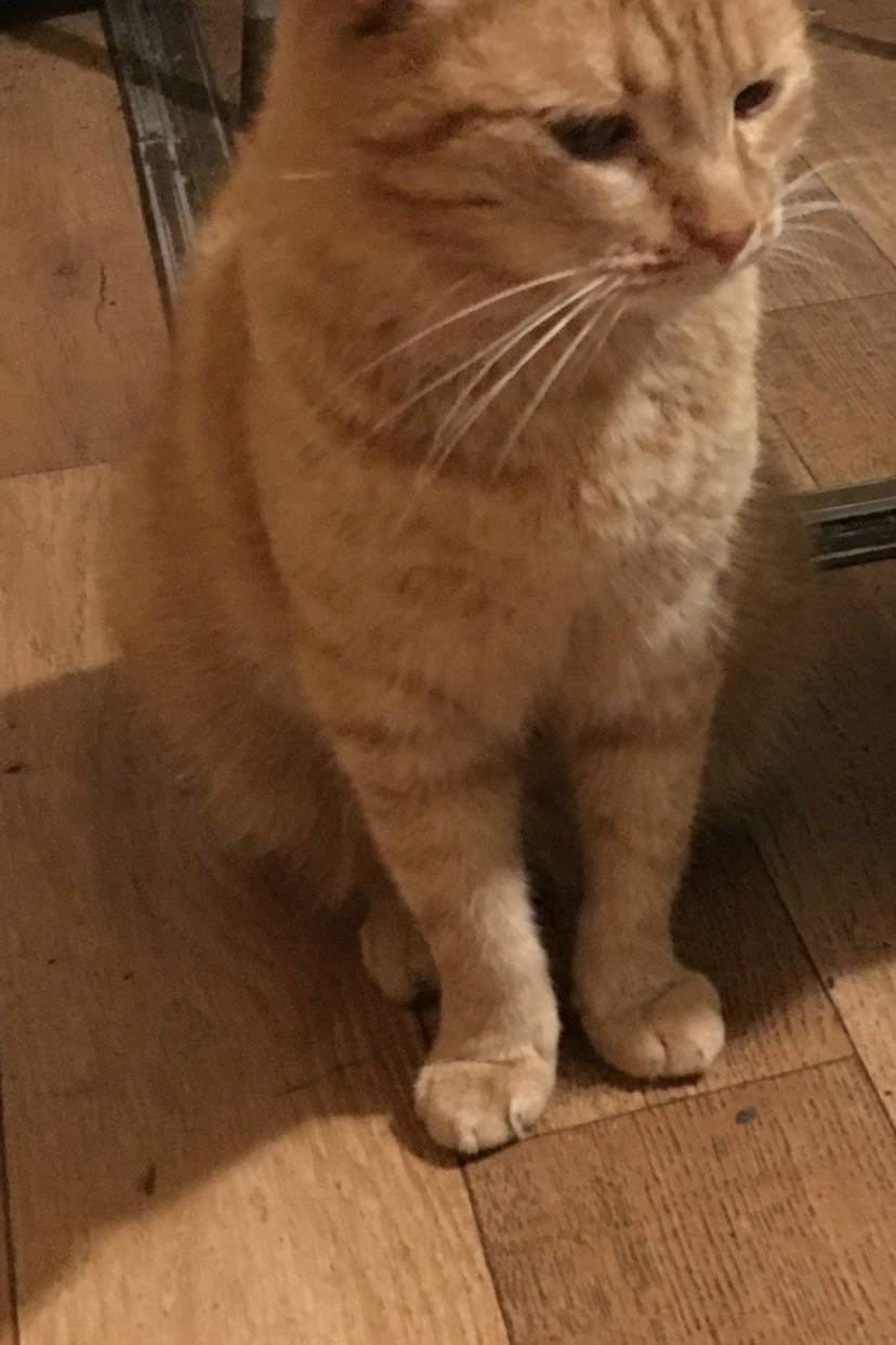 Пропал рыжий кот, 5я дорога дом 12