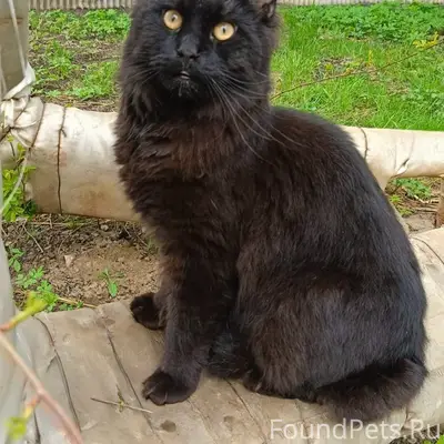 Найден мейн кун, возможно потерялся