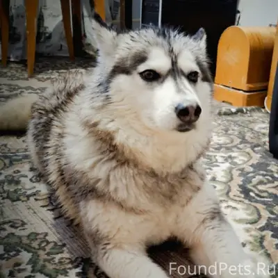 Пропала собака Хася, Строительный