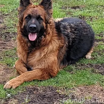 Пропала собака Элси, Гатчина