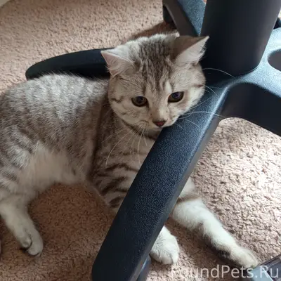 Пропала кошка