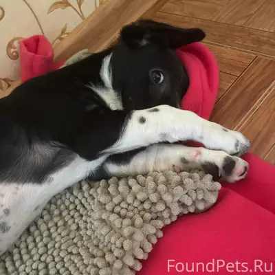 Найден щенок девочка, р-он Садовый мост