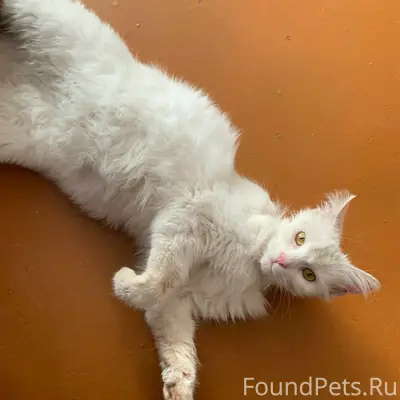 Найдена кошка, Луначарского 38
