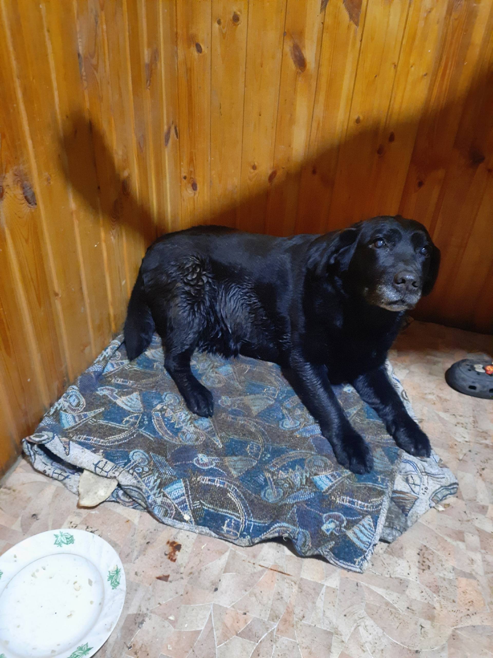 Найдена собака, [место: от Бехтерева за ж/д путями]