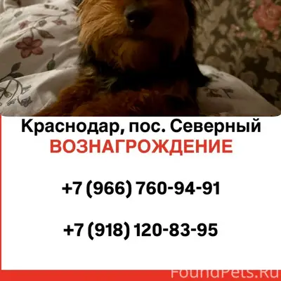 Пропала собака Вива, поселок Северный