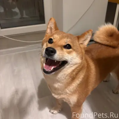 Пропала сиба-ину, Светлогорск, улица Пионерская