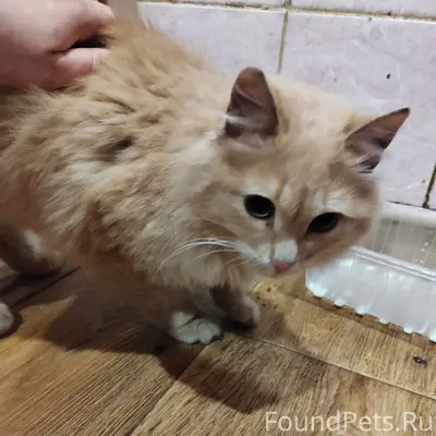 Найден кот, район старого города