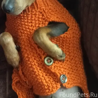 Пропала собака